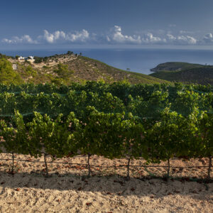 Sunset overlooking the sea at the vineyard x Ojo de Ibiza